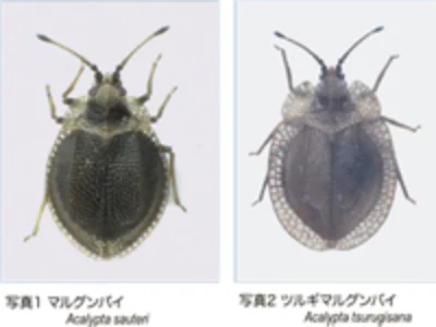 カメムシとともに39年 | 国立科学博物館 National Museum of Nature