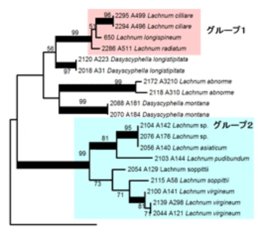 ヒアロスキファ類の系統分類
