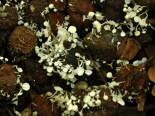 チャワンタケ類