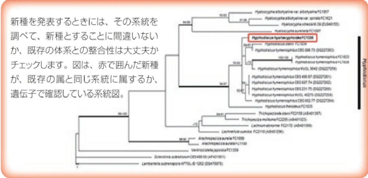 ビョウタケ目系統類