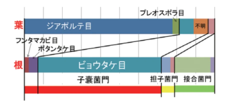 ブナ葉_根_解析結果