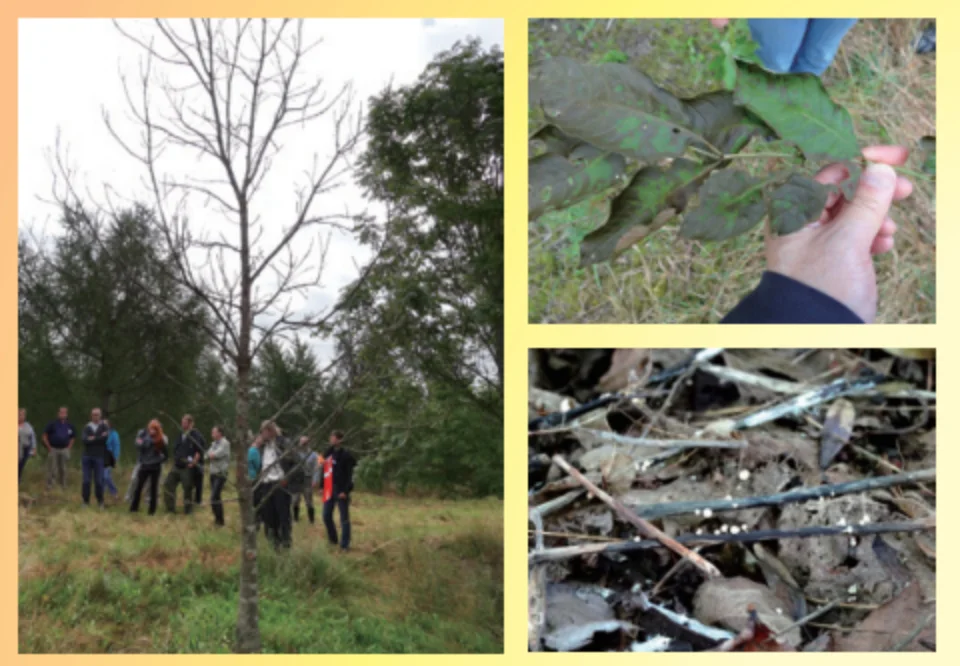 西洋トネリコとキノコ