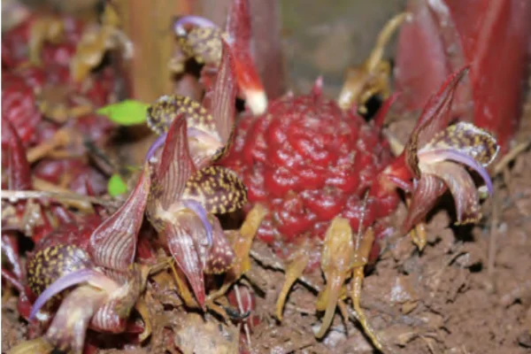 西双版納‗固有種‗ショウガの一種