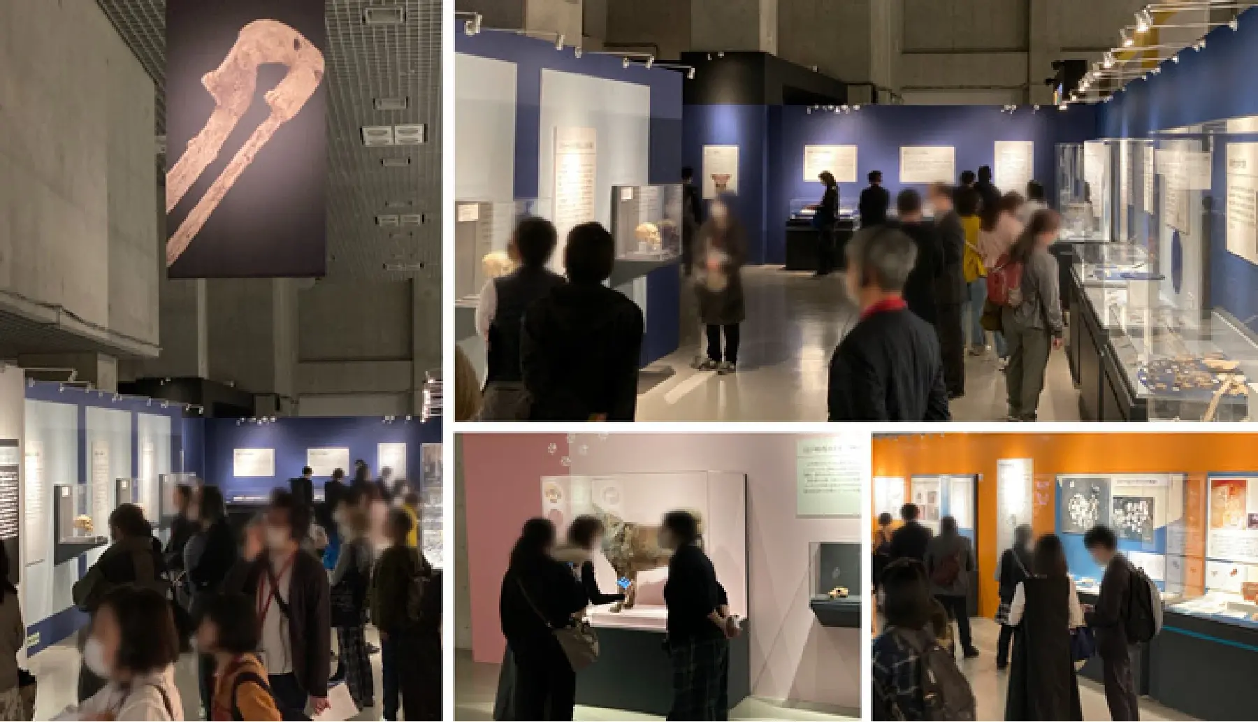 特別展「古代DNA ―日本人のきた道―」-1