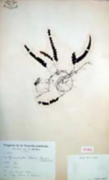 Rosenstockiaのタイプ標