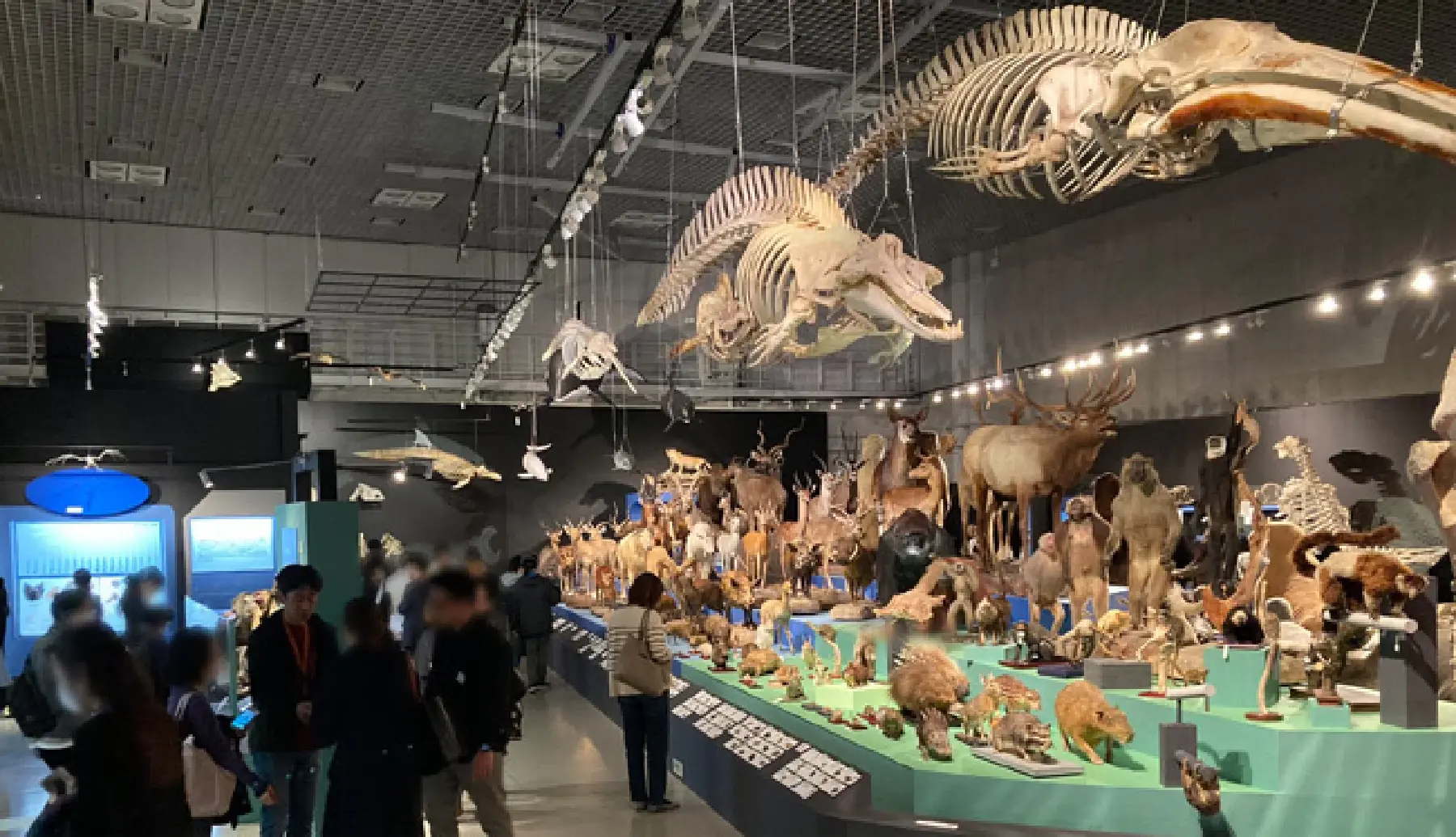 特別展「大哺乳類展3-わけてつなげて大行進」内覧会