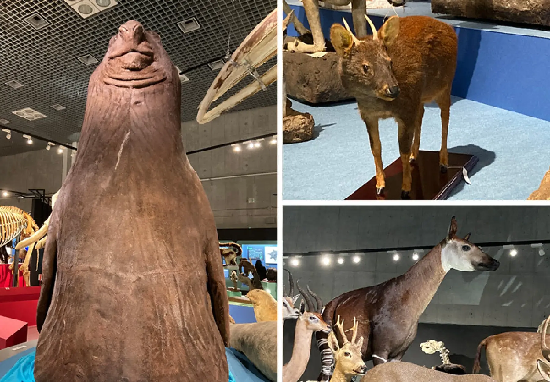 賛助会費を使って製作、修復をした剥製の展示