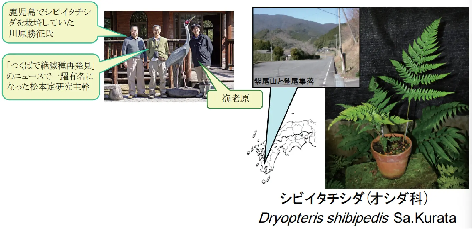 シビイタチシダと研究者たち