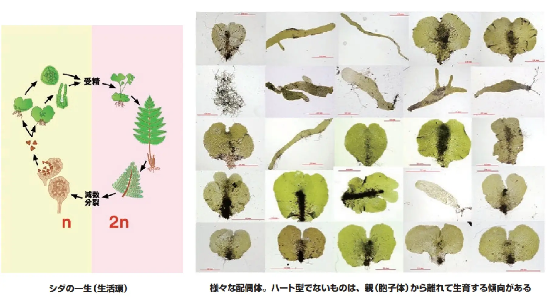 シダの一生と様々な配偶体
