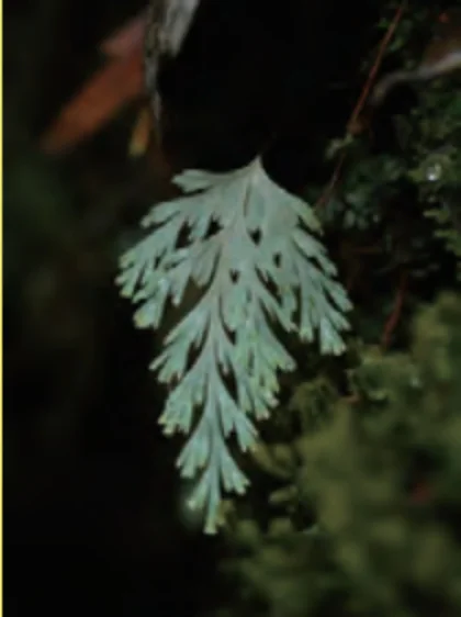 ウスイロコケシノブ