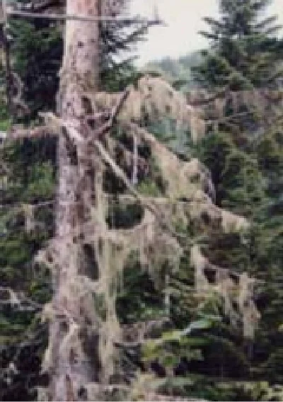 子嚢菌類に覆われた樹