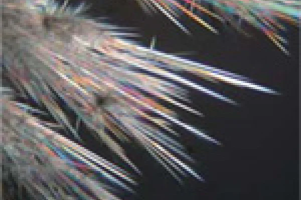 地衣類が作り出す化学成分の一種.