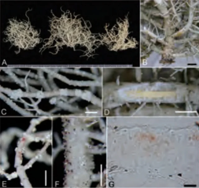 アジア_キジクサルオガセ