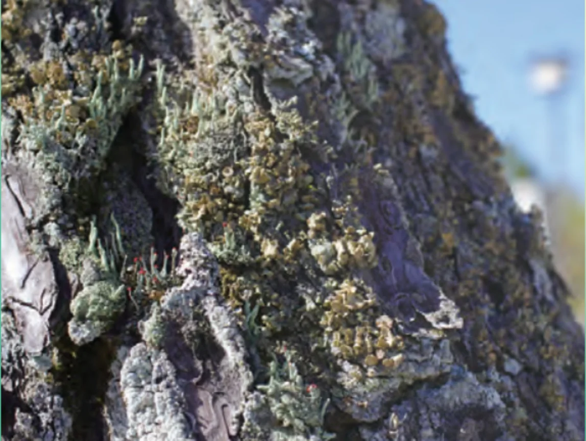 フクレヘラゴケ