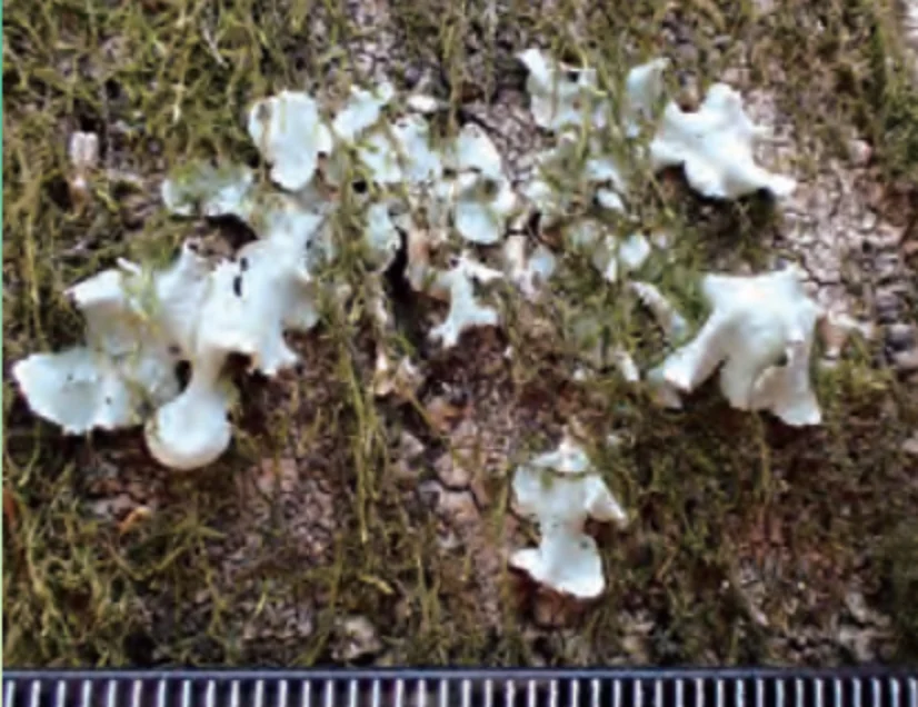 自然教育園_ウメノキゴケ