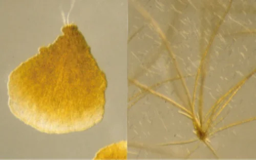 ムチモ_単為発生