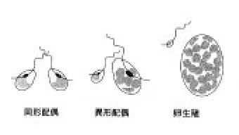 多様な配偶様式