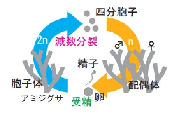 図２