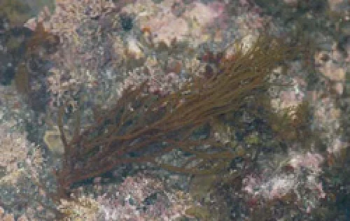 ムチモ_Cutleria cylindric