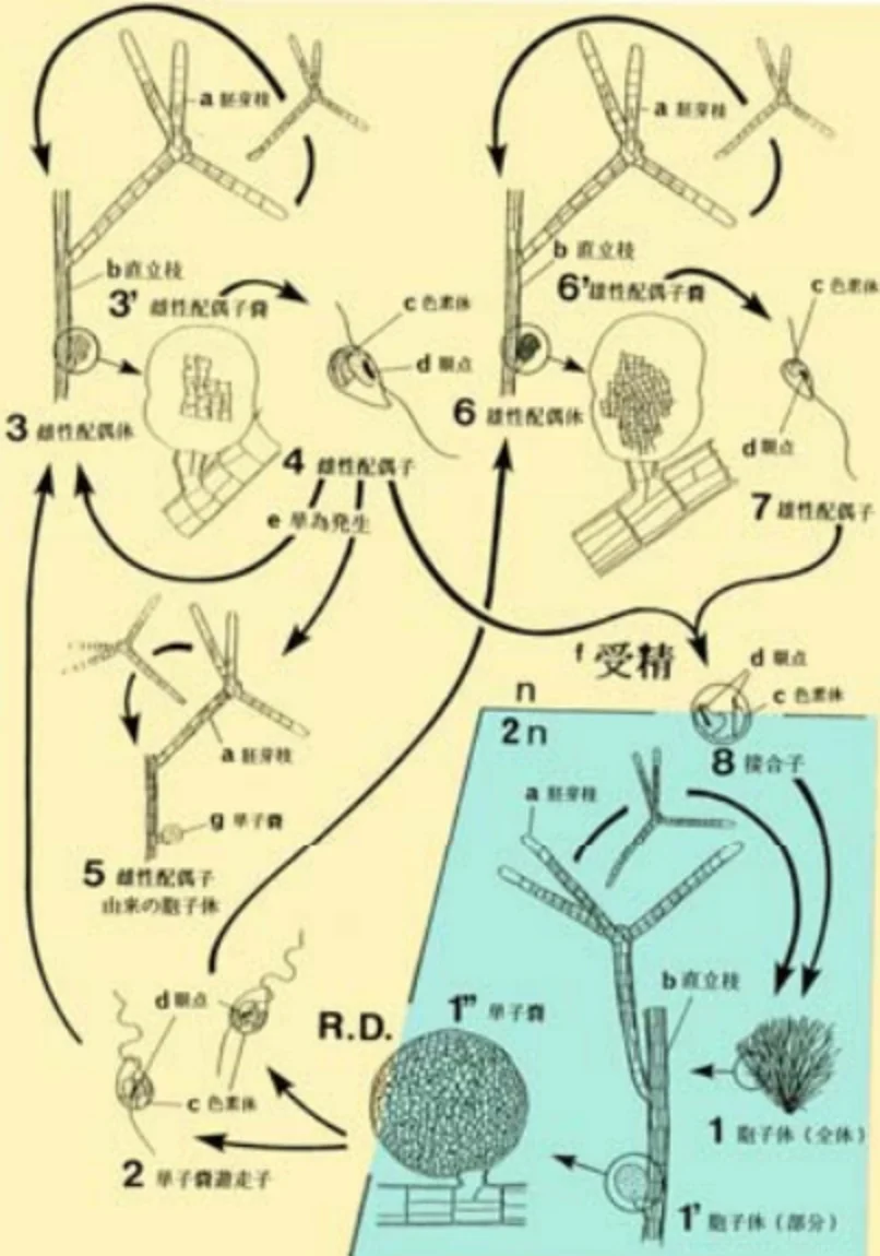 クロガシラ属の生活環