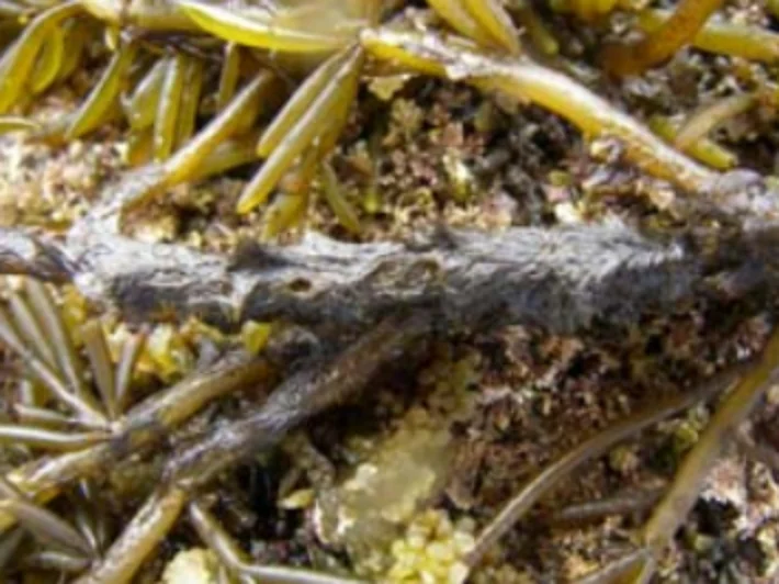 ヒジキに着生するクロガシラ