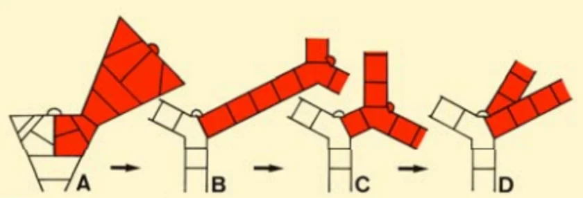 クロガシラ属胚芽枝の進化