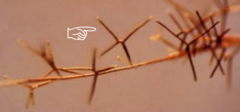 ホソエクロガシラの胚芽枝