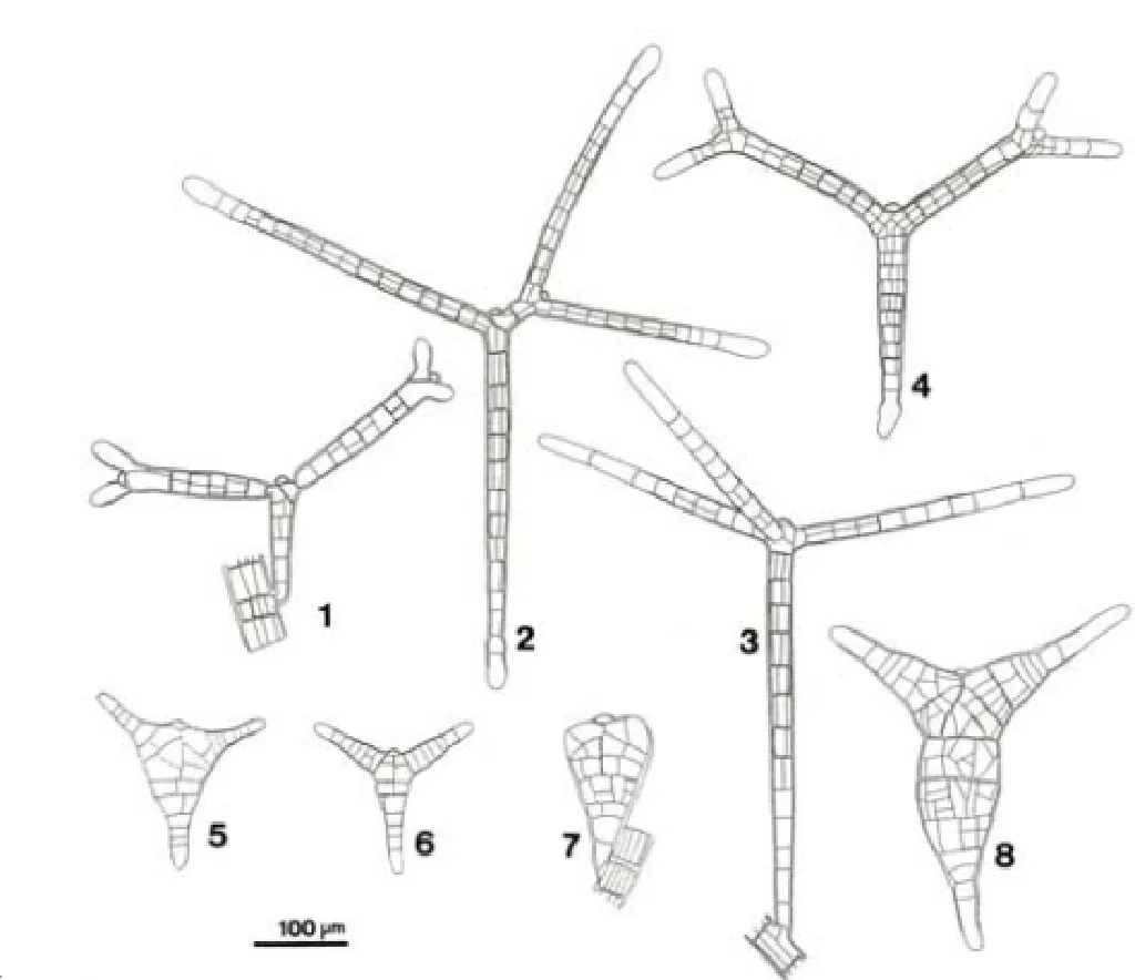 日本_クロガシラ属の胚芽枝