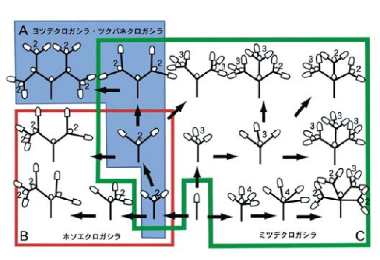 棒状胚芽枝の分岐パターン