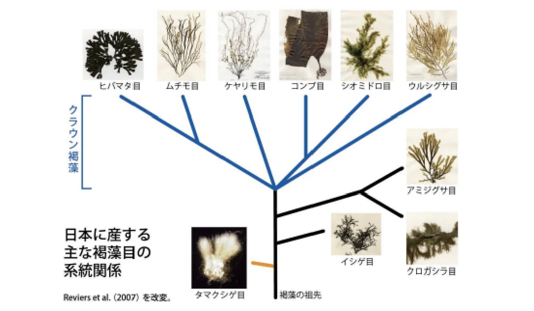 褐藻の系統関係