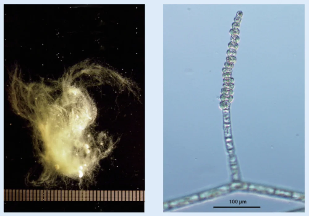 新種ラホツミドロ