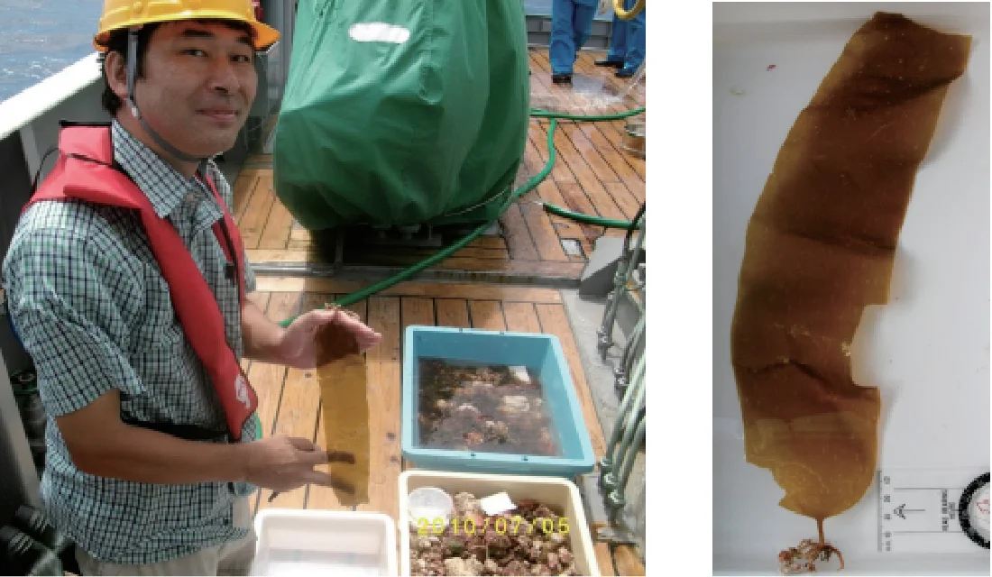 オガサワラメ(仮称)