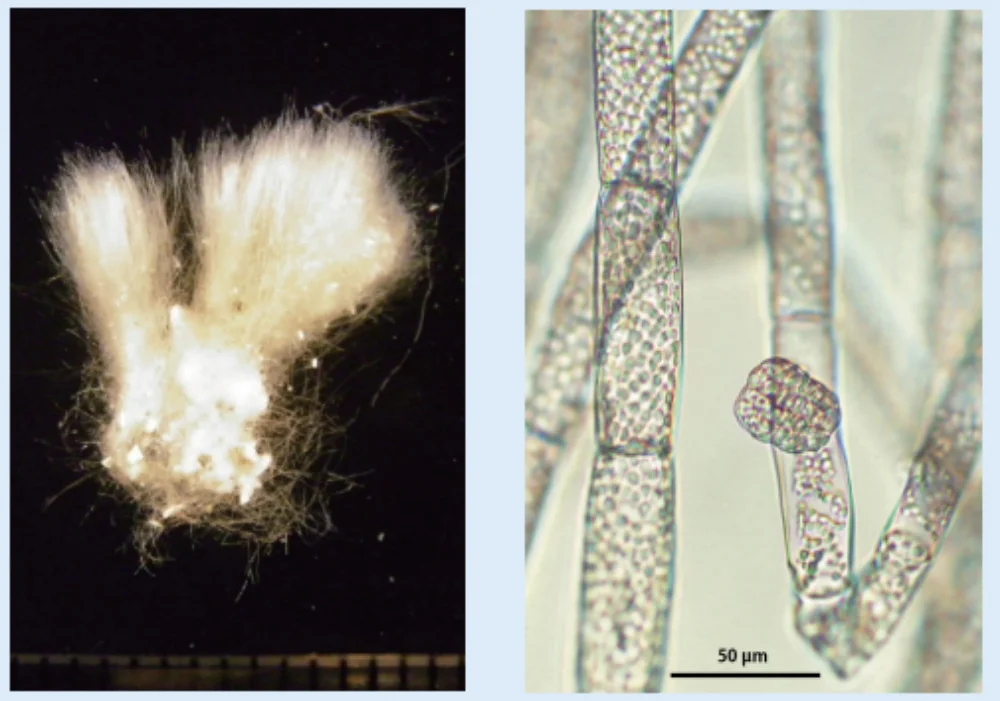 日本新産目褐藻タマクシゲ