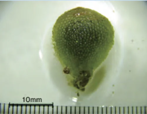 アオサ藻ミル属