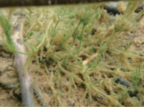 シャジクモに付着した珪藻