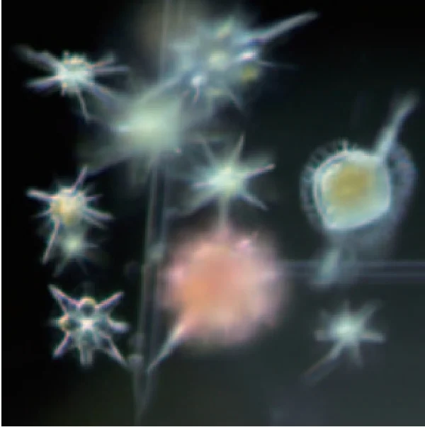 熱帯域の様々な放散虫と渦鞭毛藻類