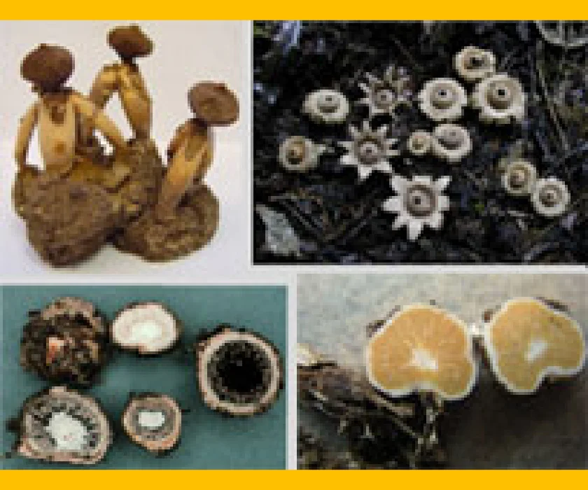 ヒメツチグリの仲間