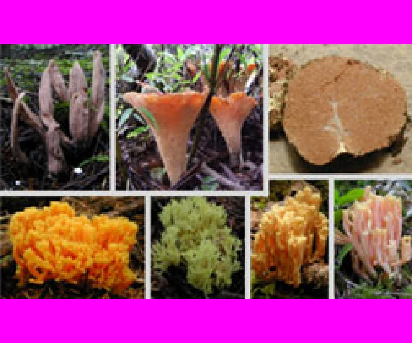 ラッパタケの仲間