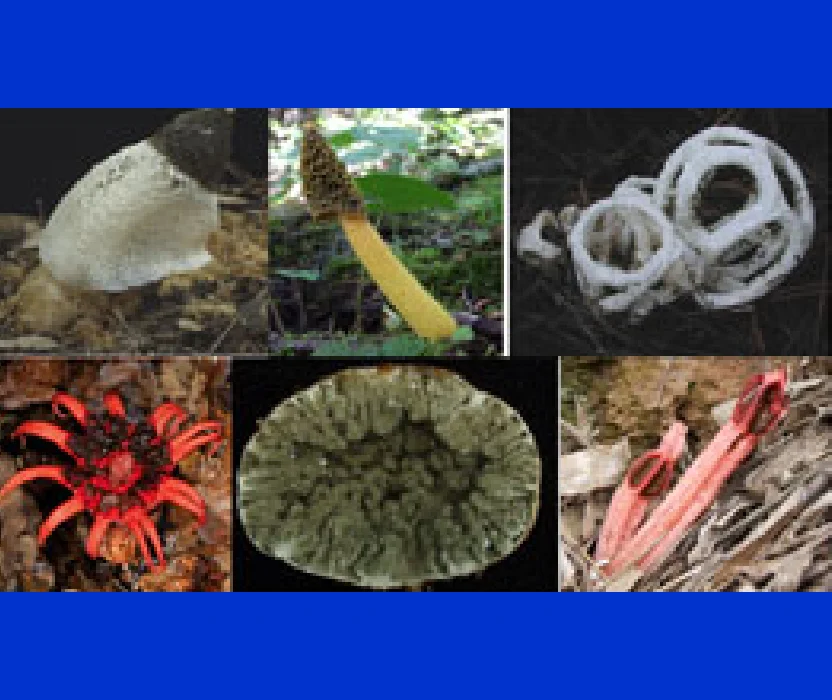 スッポンタケの仲間