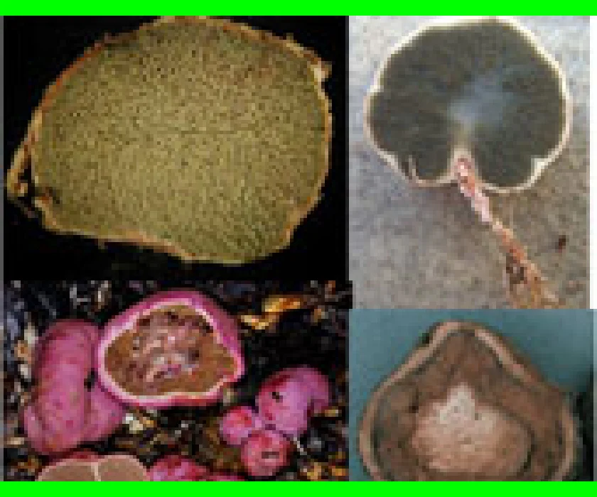 ヒステランギウム