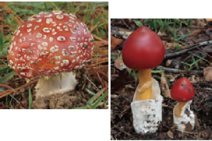 ベニテングダケとタマゴタケ