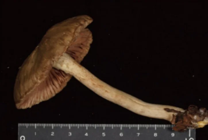 クサウラベニタケ