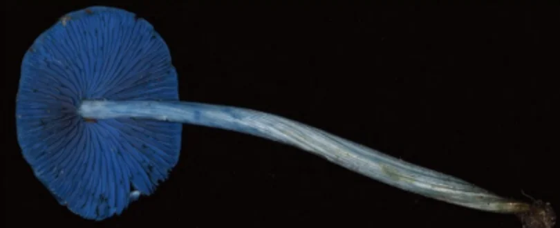 水色キノコ_ニュージーランド