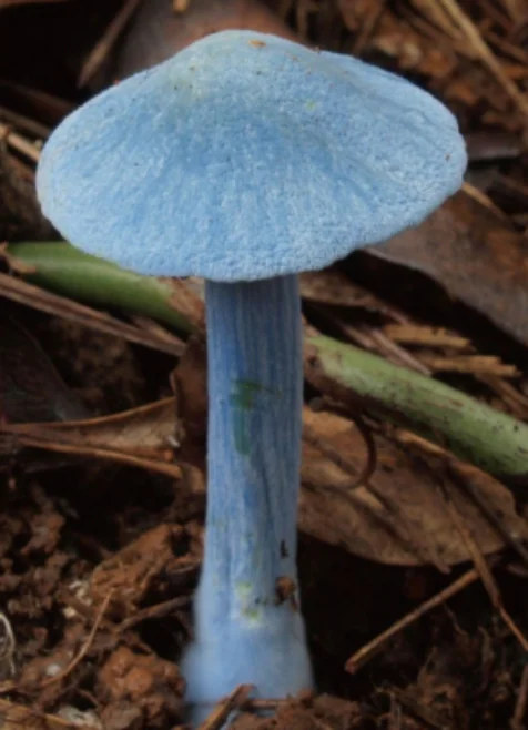 水色キノコ_小笠原