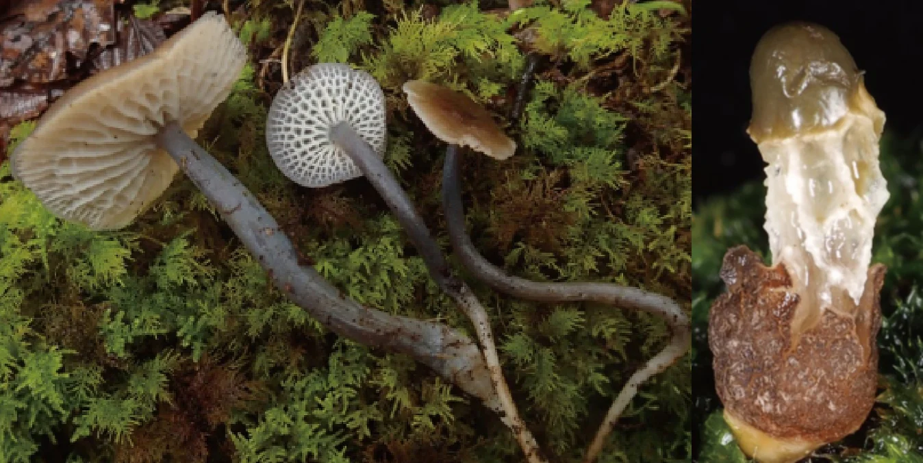 ブータン_アマゾン_きのこ