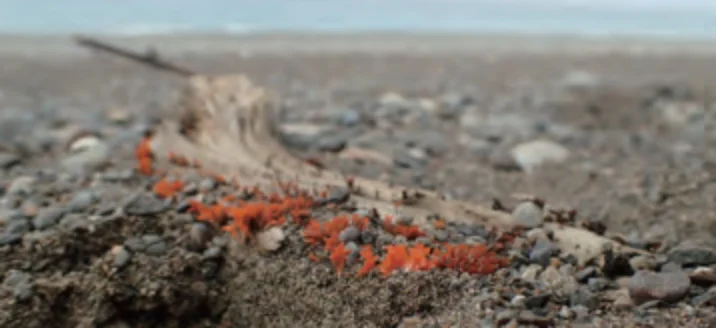 海岸_ツノマタタケ