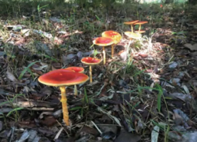 植物園内_タマゴタケ