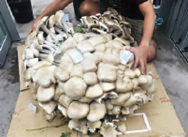 保坂研究員_ キノコ