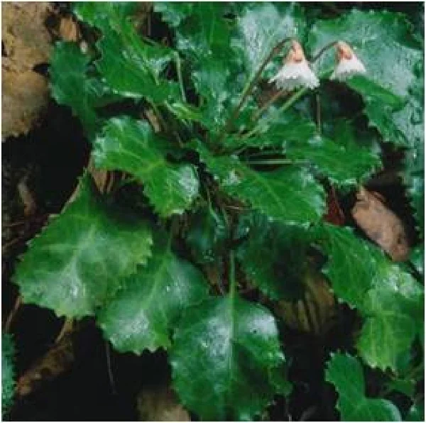 シマイワウチワ