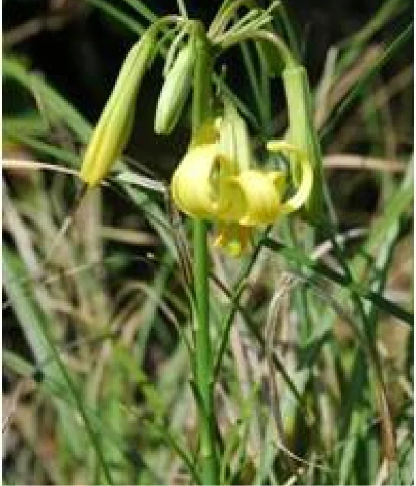 キバナノヒメユリ